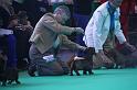 Crufts_dachshunds 176